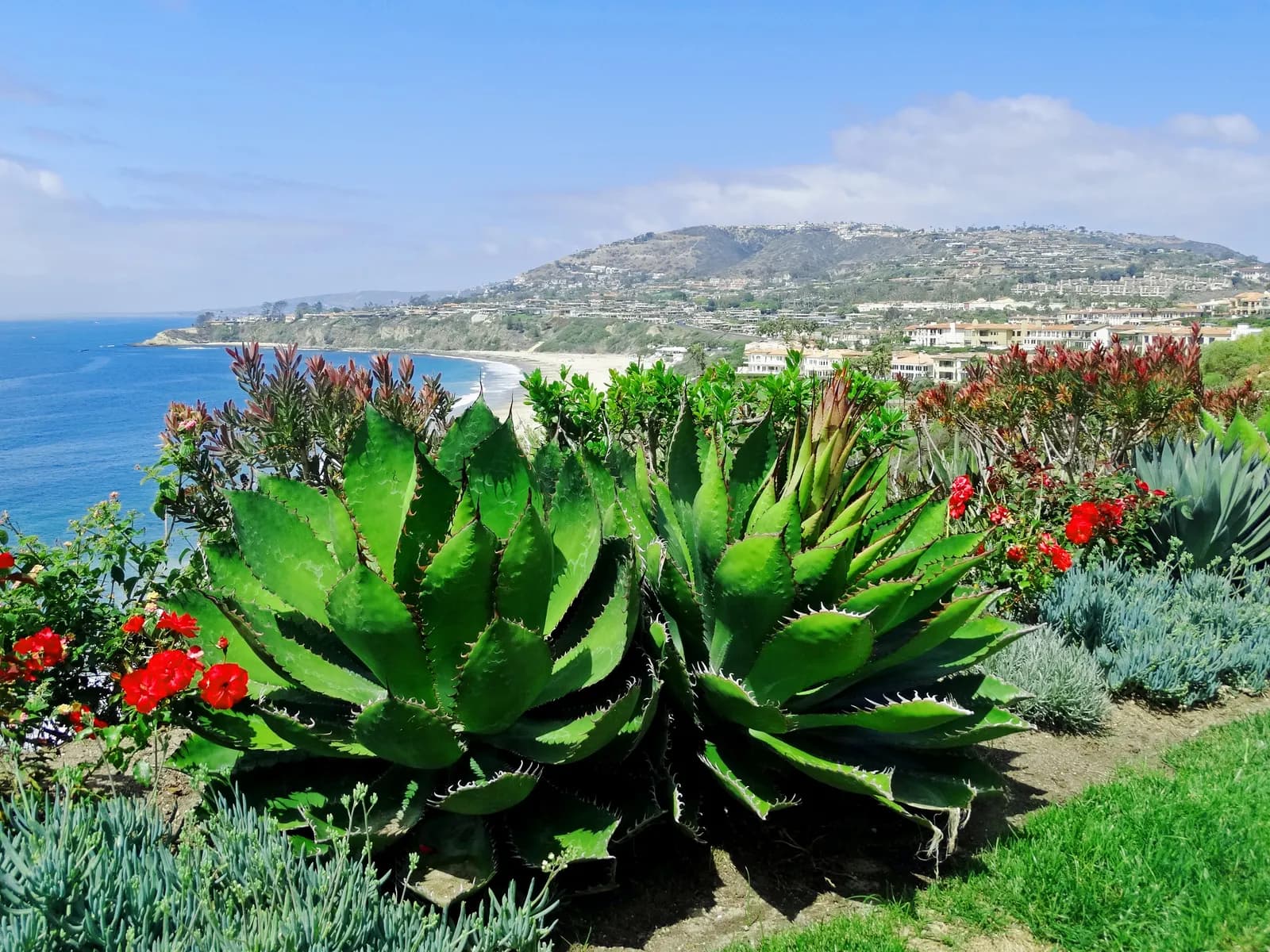 Agave and flowers above Salt Creek Beach in Dana Point