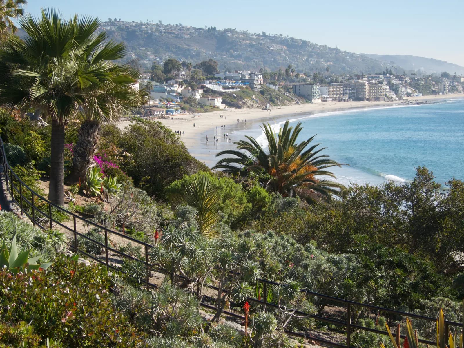 Palms above the cove at Laguna Beach